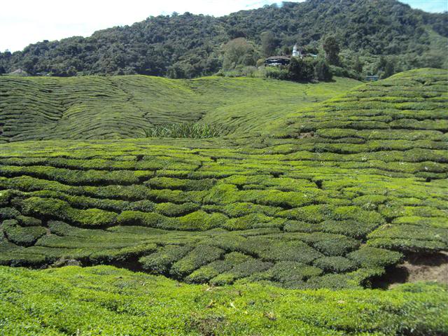 di tour du lich malaysia gia re